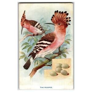 Raphael Tuck Hoopoe Birds & Eggs Aquapette Series Postcard
